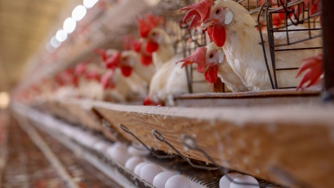 Nova Santa Rosa supera R$ 1,09 bilhão em Valor Bruto da Produção Agropecuária