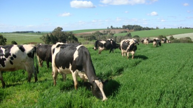 GERAR Leite, registra avanço da taxa de prenhez média de  36,7% para 39,4% em vacas leiteiras
