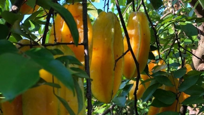 Portaria estabelece o estado de Roraima como área sob quarentena para Mosca-da-Carambola