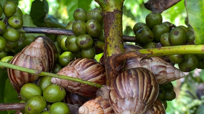 Há poucas semanas da colheita, conilon no norte do ES tem proliferação de caramujo-africano e pede cuidado redobrado do produtor