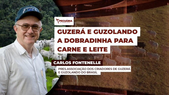 O Guzerá se destaca pela rusticidade e pela dupla aptidão, para corte e leite
