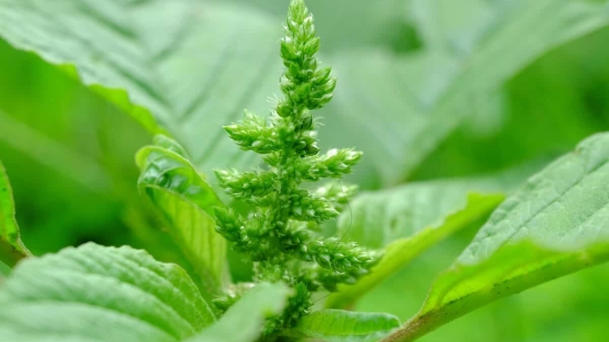Manejo do caruru em função das biotecnologias de soja será um dos destaques do 26º Encontro Técnico de Soja