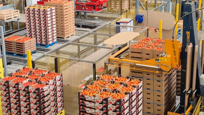 Produtores organizados em cooperativa e olhar voltado para a exportação: como é a comercialização dos tomates de Almería na Espanha