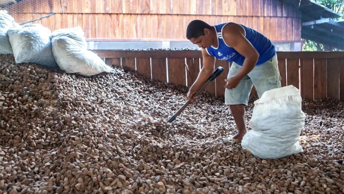 Embrapa: castanha impulsiona desenvolvimento sustentável na Amazônia