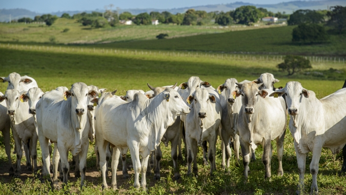 Fechamento desta terça-feira na plataforma Agrobrazil registrou expressiva valorização no estado de SP