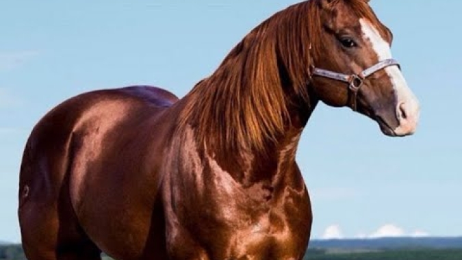 Chip em cavalos: tecnologia amplia monitoramento da saúde e reforça bem-estar animal no campo