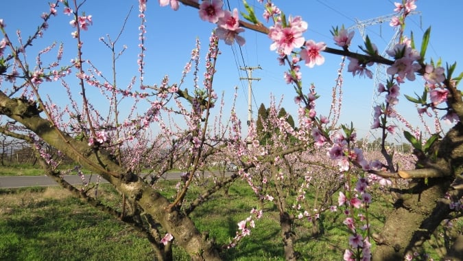 Temperaturas ocasionaram florescimento das cultivares mais precoces de pessegueiros