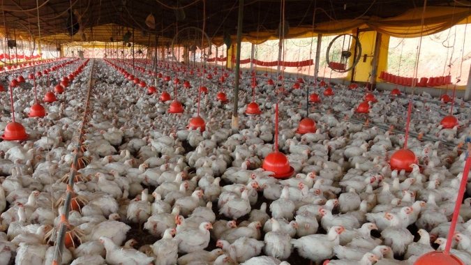 Pesquisadora traz dados sobre iluminância em granjas de aves e a relação com o bem-estar das aves
