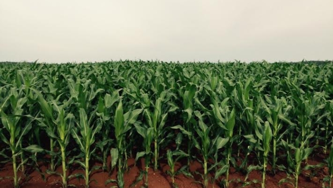 Conhecer as pragas do milho é um dos segredos para uma boa produtividade, por Paulo R. Garollo