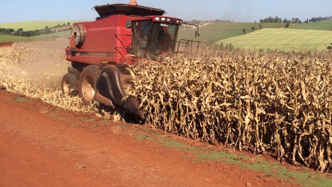 Colheita do milho verão apresenta produtividades abaixo do esperado no Paraná, indica Deral