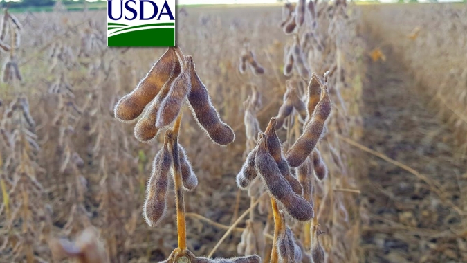USDA: Embarques semanais de soja dos EUA ficam acima das expectativas do mercado