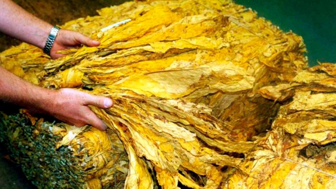 Tabaco movimenta US$ 660 milhões e gera 10 mil empregos no 1º trimestre, no RS