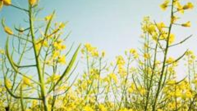 Austrália pode ser vencedora no comércio de canola se a China superar preocupações com fungos