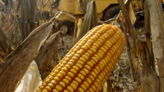 Colheita e plantio do milho avançam no Paraná e Deral indica melhora na qualidade das lavouras