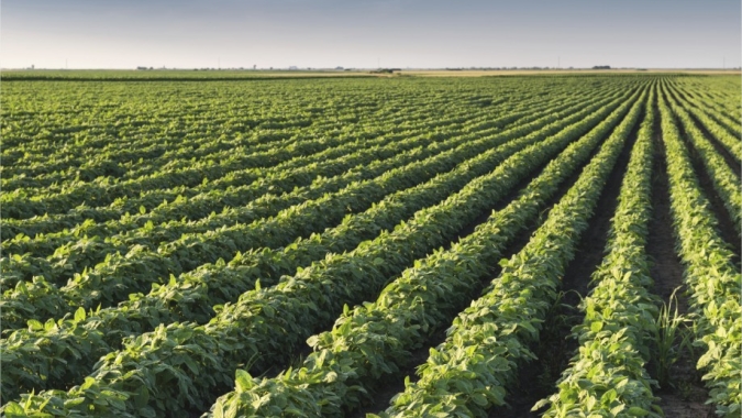 Argentina: chuvas trazem empecilhos para final do plantio da soja na Zona Núcleo