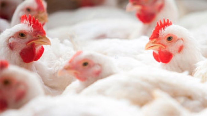 Poucas mudanças nas cotações para o mercado do frango nesta quarta-feira (16)