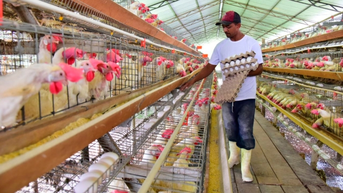 Custos de produção de suínos e de frangos de corte  reduzem pela primeira vez no ano
