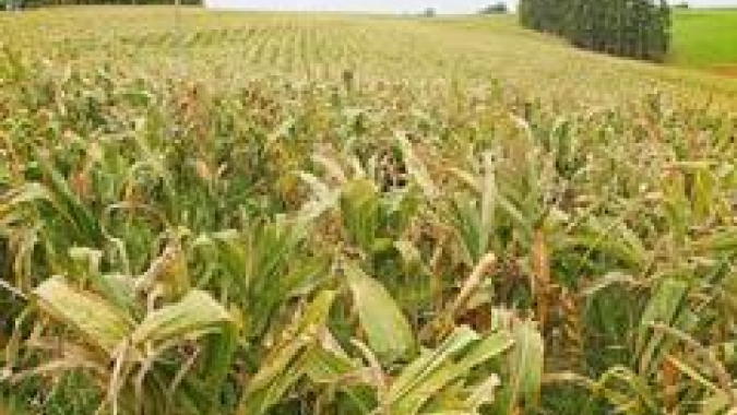 Produção de milho para silagem é tema de Dia de Campo no Noroeste de Minas Gerais