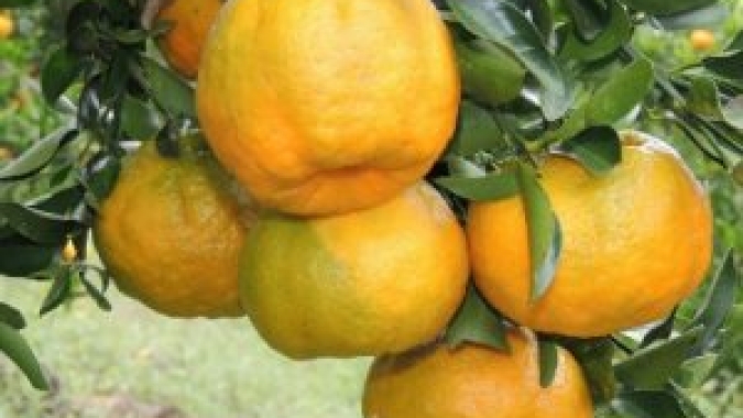 Citros/Cepea: Poncã e laranja pera se valorizam, enquanto preço da tahiti cai