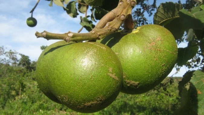 Extração de pequi cresce 8,1% em Goiás