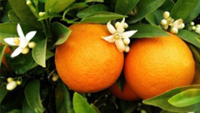 Citros/Cepea: Aumento das temperaturas impulsiona demanda e cotações