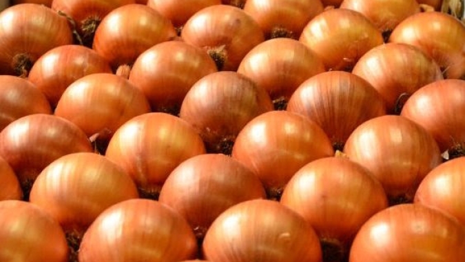 Cebola/Cepea: A crise no setor da cebola em 2025 tem nome: clima favorável e produtividade elevada
