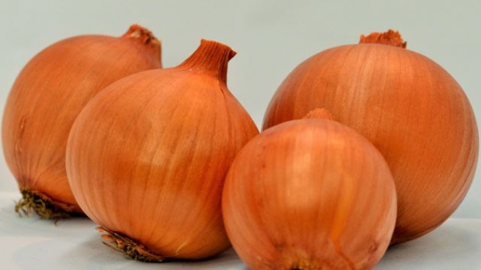 Cebola/Cepea: Pausa nas chuvas no Sul deve impulsionar colheita