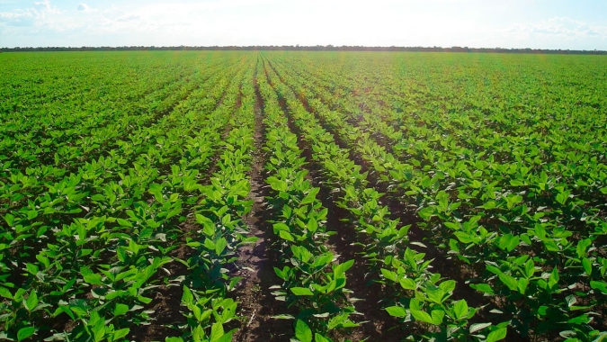 Piauí se prepara para plantio da soja esperando 5% mais de área e média de 60 sc/ha