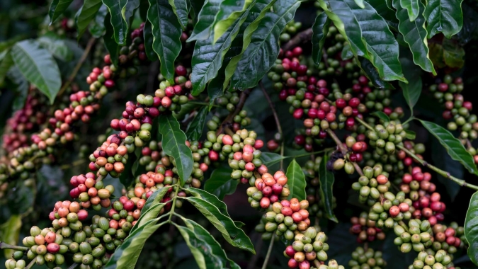 Preços do café recuam em mais de 3% nas bolsas internacionais no início da tarde desta 6ª feira (04)
