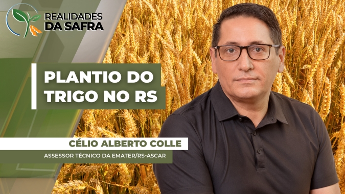 Rio Grande do Sul já plantou 10% do trigo que deve enfrentar dificuldades com clima e comercialização
