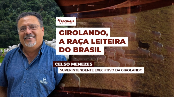 A combinação de rusticidade do Gir e produção de leite do Holandês deram origem ao Girolando, destaque na produção leiteira