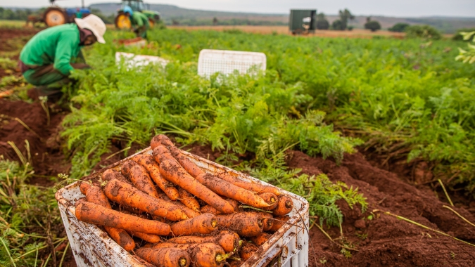 Cenoura/Cpea: Atraso no plantio de inverno garante nova alta nos preços em São Gotardo