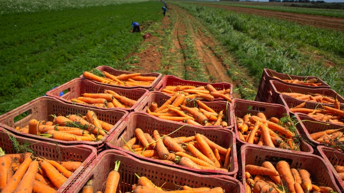 Minas lidera produção nacional de hortaliças, aponta análise do Sistema Faemg Senar
