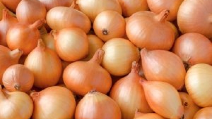 Cebola/Cepea: Chuva reduz ritmo de colheita em São José do Rio Pardo