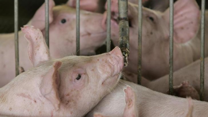 Faep: Suinocultura tem boas projeções para 2024, segundo analista
