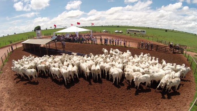 Preços do bezerro seguiram com forte movimento de alta ao longo de Março/21