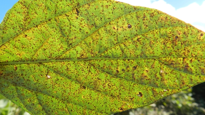 Bayer dá dicas para um manejo mais adequado da soja contra a ferrugem asiática, doença em alta no país