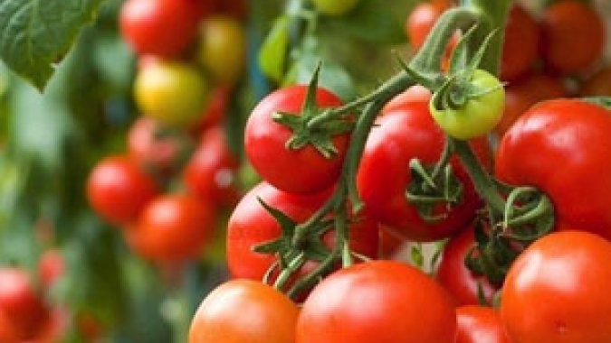 Com a indústria impulsionando, área total cultivada com tomates deve registrar aumento de 4% em 2023