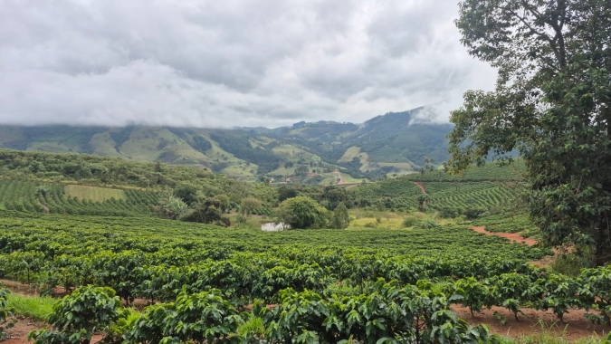 Chuvas travam colheita no Sul de Minas, derrubam qualidade do café e elevam custos para produtores