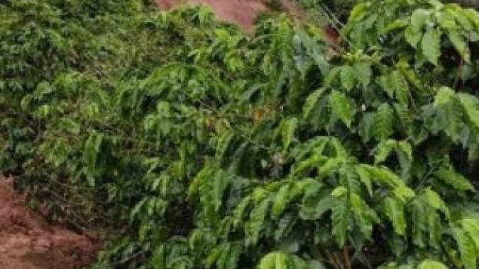 Café/Cepea: Chuva auxilia safra 2022/23, mas, em MG, alto volume começa a preocupar