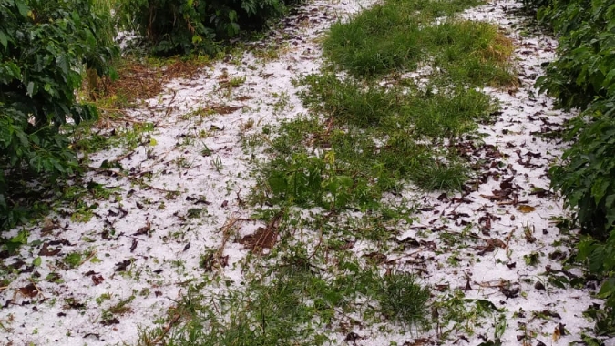 Depois de seca e geada, chuva de granizo castiga parte do parque cafeeiro em Nova Resende
