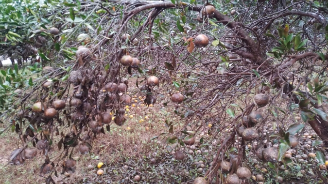 Rio Grande do Sul: Retomada da horticultura pode levar até décadas em algumas culturas