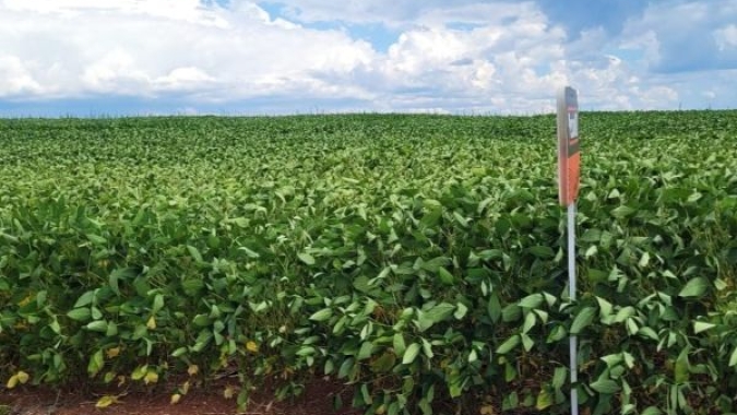 Chuvas aliviam estresse da soja no Rio Grande do Sul