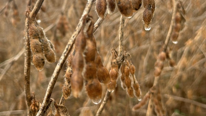 Rio Grande do Sul: A menos de um mês da nova safra de grãos, produtores estão descapitalizados e sem acesso ao crédito