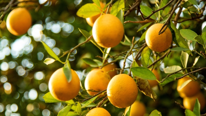 Citros/Cepea: Negociações de laranja se iniciam com ofertas abaixo da safra anterior