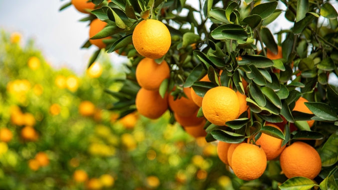 Citros/Cepea: Preço da laranja pera perde força; tahiti se valoriza