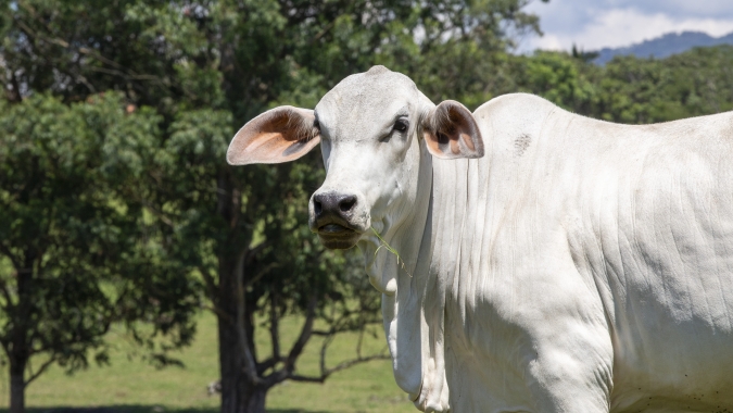 Fechamento desta quarta-feira trouxe cenário altamente combativo e estratégico para o pecuarista no aplicativo Agrobrazil