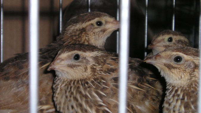 SC se torna maior produtor e exportador de codornas da América Latina
