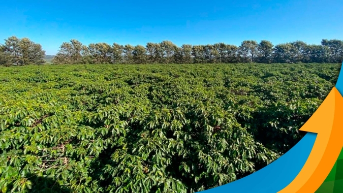 Resiliência hídrica: Café ganha 1ª linha de crédito para melhoria da gestão de água no Cerrado Mineiro