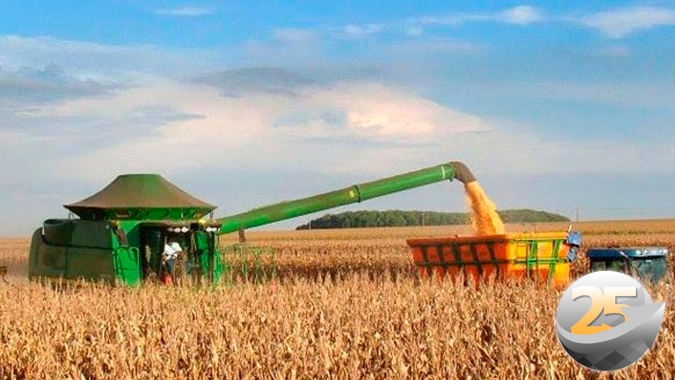 Assis Chateaubriand/PR começa colheita do milho com produtividades de 100 sacas por hectare